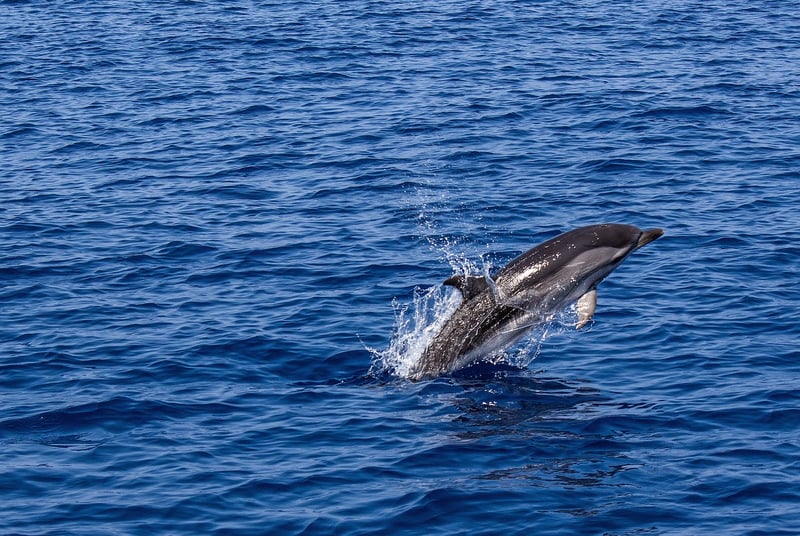Dolphins swimming in the ocean