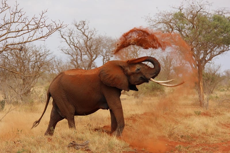 African elephant in the wild