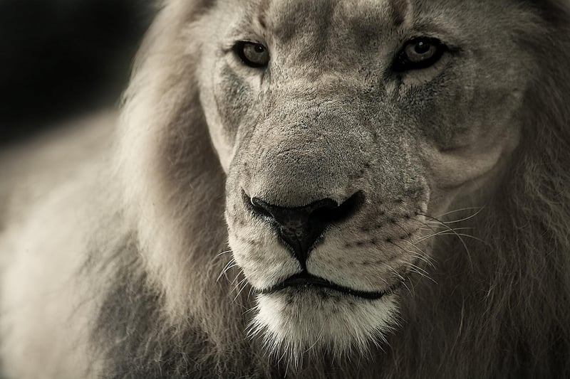 Lion in the African savannah