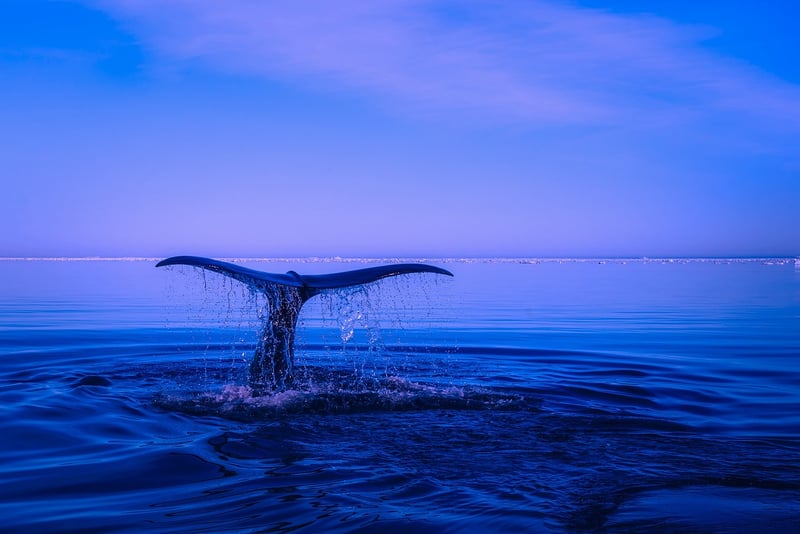Humpback whale breaching